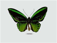 藏品(綠鳥翼蝶)的圖片